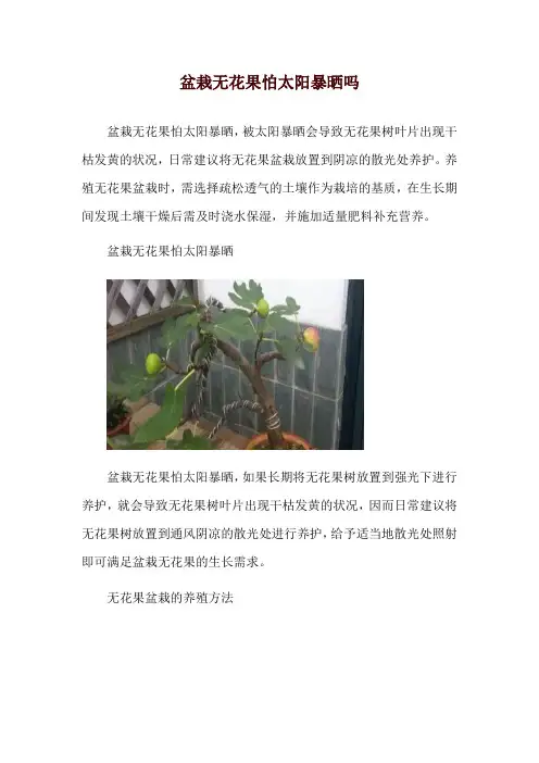 盆栽无花果怕太阳暴晒吗