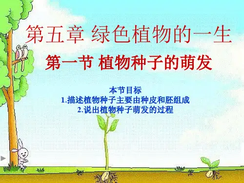 苏教版生物七上3.5.1 植物种子的萌发  课件(共22张PPT)