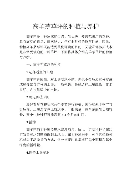 高羊茅草坪的种植与养护