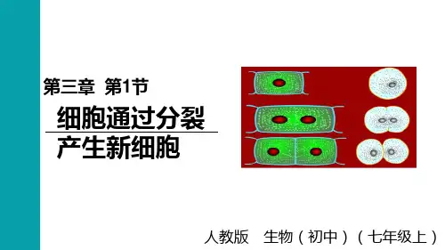 2024年秋新人教版七年级生物上册 1.3.1细胞通过分裂产生新细胞(课件)