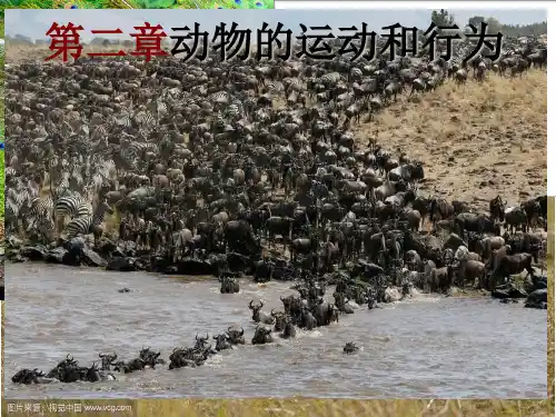 八年级上册人教版生物课件第二章第一节动物的运动PPT教学课件