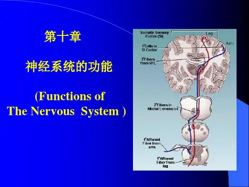 神经系统的功能PPT课件