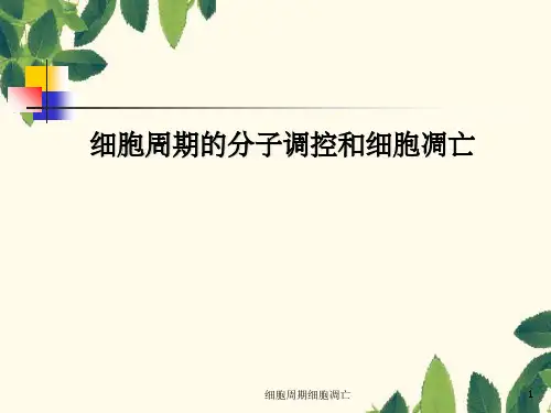 细胞周期细胞凋亡
