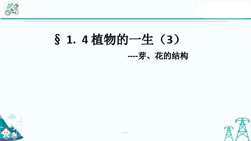 1.4植物的一生(第3课时)(PPT课件(初中科学)26张)