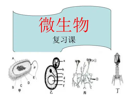 细菌、真菌、病毒(复习) ---
