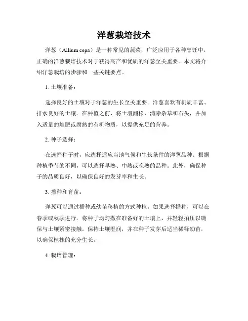 洋葱栽培技术