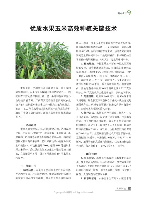 优质水果玉米高效种植关键技术