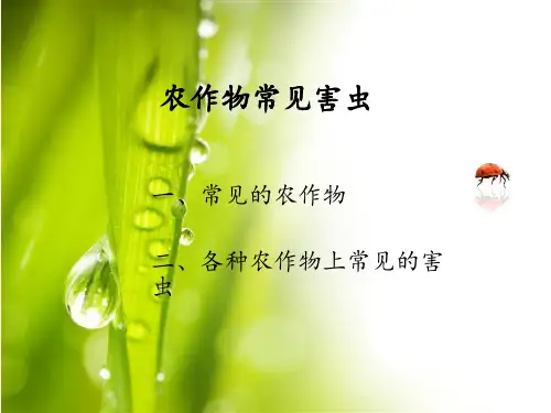 农作物常见害虫