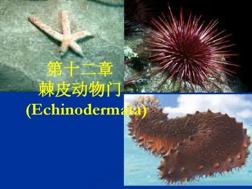 第十二章 棘皮动物