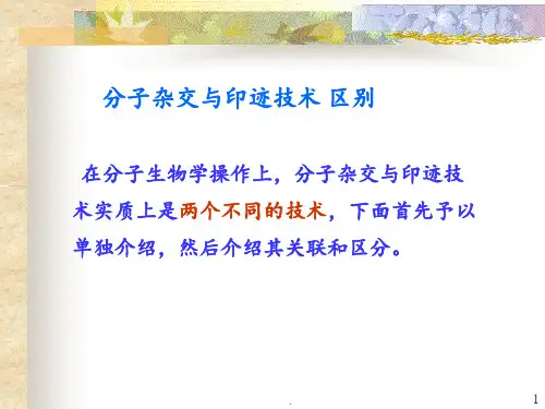 核酸的分子杂交1310PPT课件