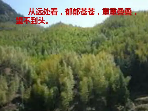 六年级下册语文课件-课文5 井冈翠竹｜鄂教版 (共17张PPT)
