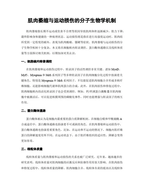 肌肉萎缩与运动损伤的分子生物学机制