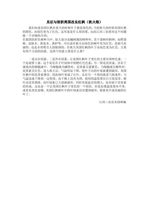 见证与剖析美国改良红枫(秋火焰)