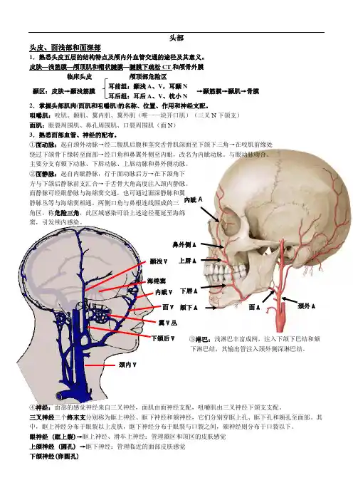 局部解剖学理论--头颈部