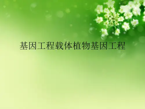 基因工程载体植物基因工程优秀课件