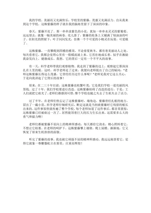 紫藤花(二)_800字