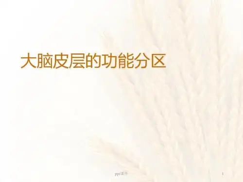 大脑皮质功能分区  ppt课件