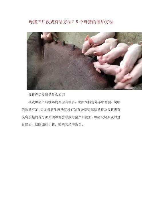 母猪产后没奶有啥方法？5个母猪的催奶方法