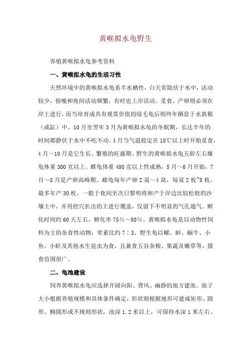 黄喉拟水龟野生