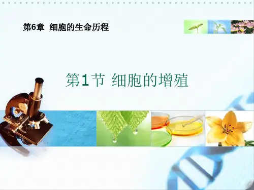 人教版教学课件有丝分裂教学课件