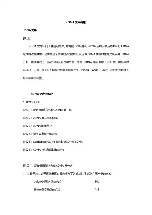 cDNA文库构建