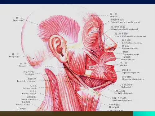 口腔颌面部肌肉解剖结构说课讲解