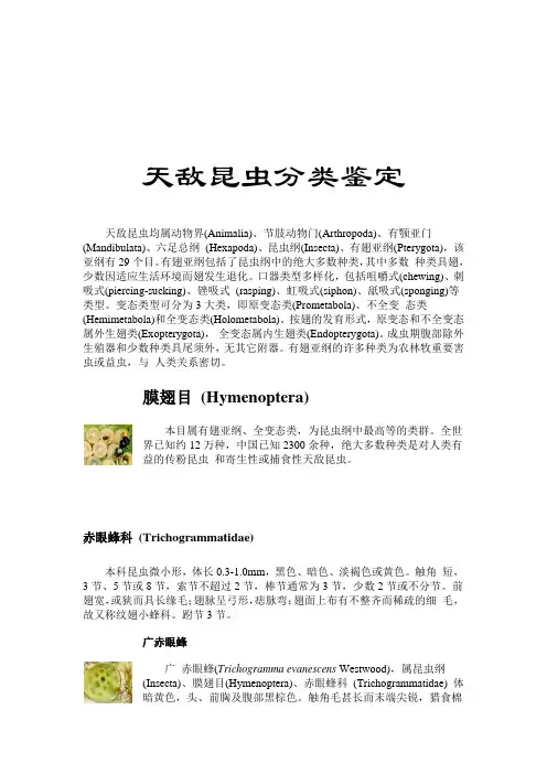 天敌昆虫分类鉴定