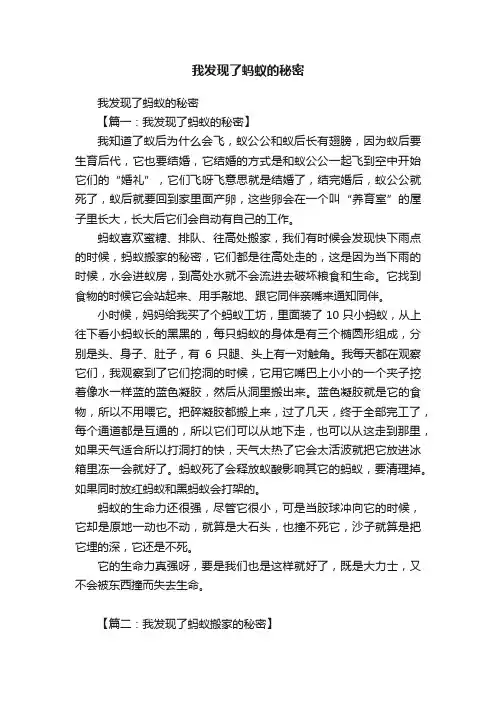 我发现了蚂蚁的秘密