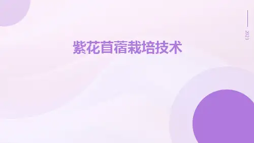 紫花苜蓿栽培技术