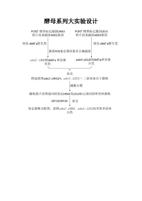 酵母实验-学生版