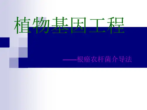 根癌农杆菌介导法课件