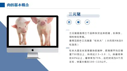 猪肉基本知识及组织结构