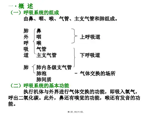 呼吸系统和泌尿系统