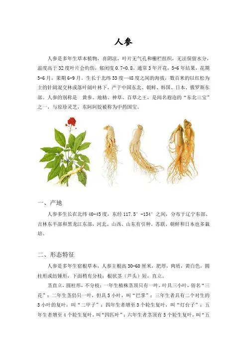 人参的功效、鉴别及食用方法