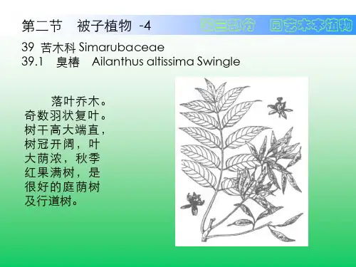 园艺木本植物PPT课件
