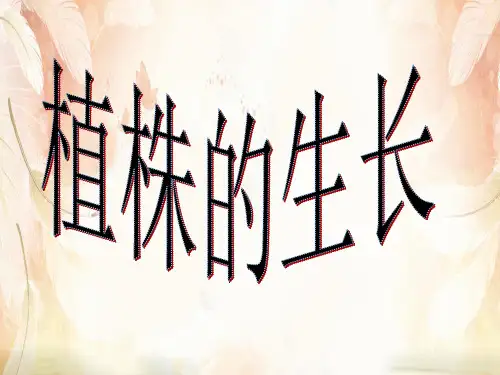 植株的生长PPT课件6 人教版