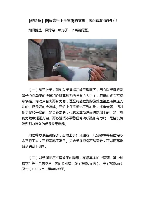 【经验派】图解高手上手鉴鸽的玄机，瞬间就知道好坏！
