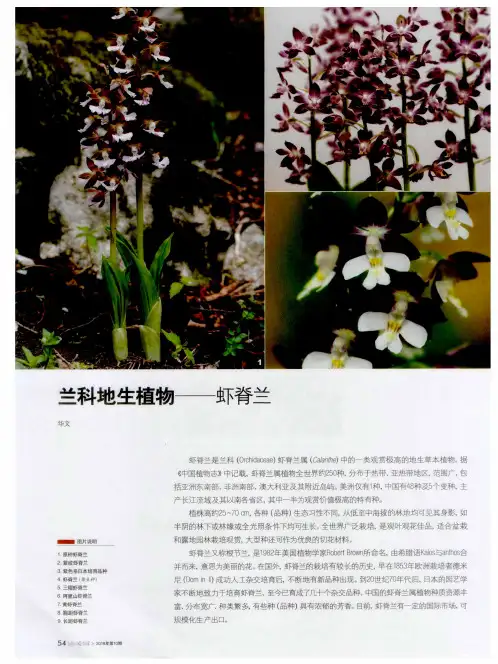 兰科地生植物——虾脊兰