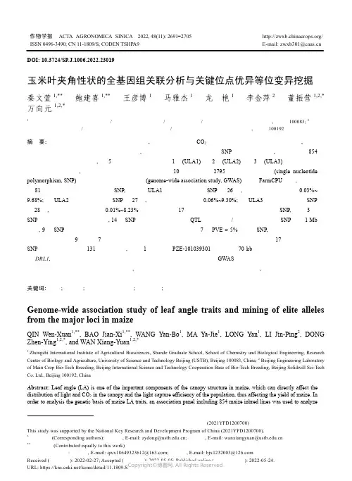 玉米叶夹角性状的全基因组关联分析与关键位点优异等位变异挖掘