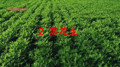 部编版2-《落花生》第二课时优秀课件 