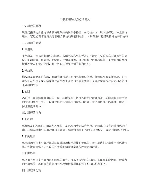 动物肌理知识点总结图文
