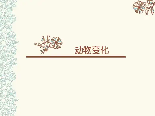 3.图案设计-动物的变化