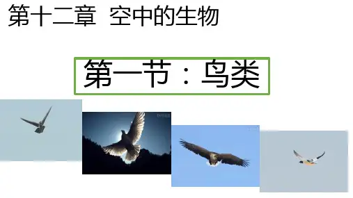 苏科版七年级下册生物 12.1鸟类 课件   (共24张PPT)