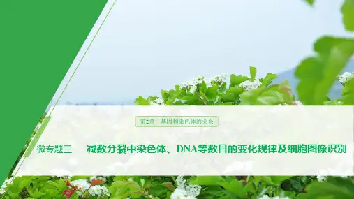 人教版必修2减数分裂中染色体、dna等数目的变化规律及细胞图像识别课件(29张)