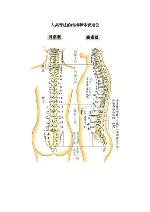 人类脊柱的结构和体表定位
