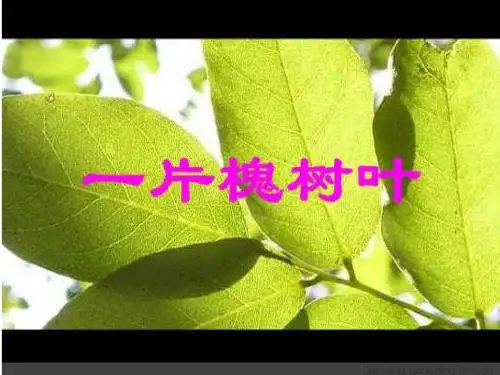 一片槐树叶