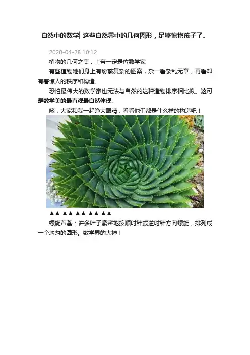 自然中的数学▏这些自然界中的几何图形，足够惊艳孩子了。