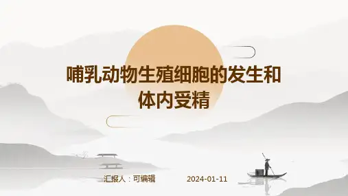 哺乳动物生殖细胞的发生和体内受精