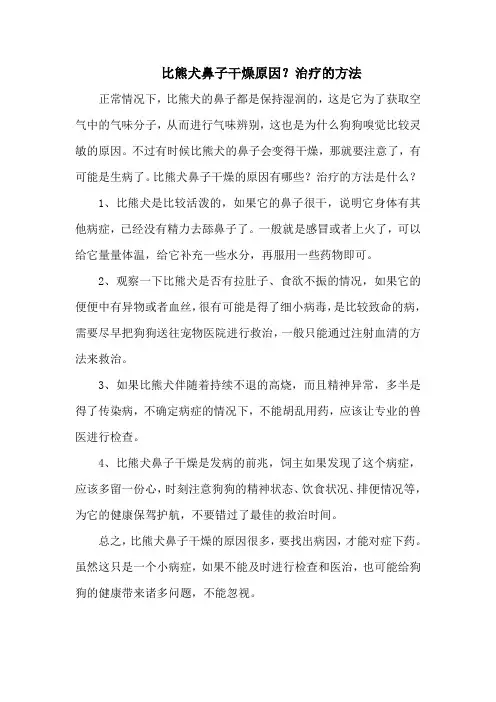 比熊犬鼻子干燥原因？治疗的方法