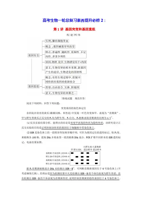 2025版高考生物一轮总复习素养提升必修2生物的变异育种与进化第1讲基因突变和基因重组(含答案)